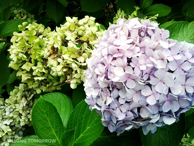 갤럭시 탭 10.1로 촬영한 수국