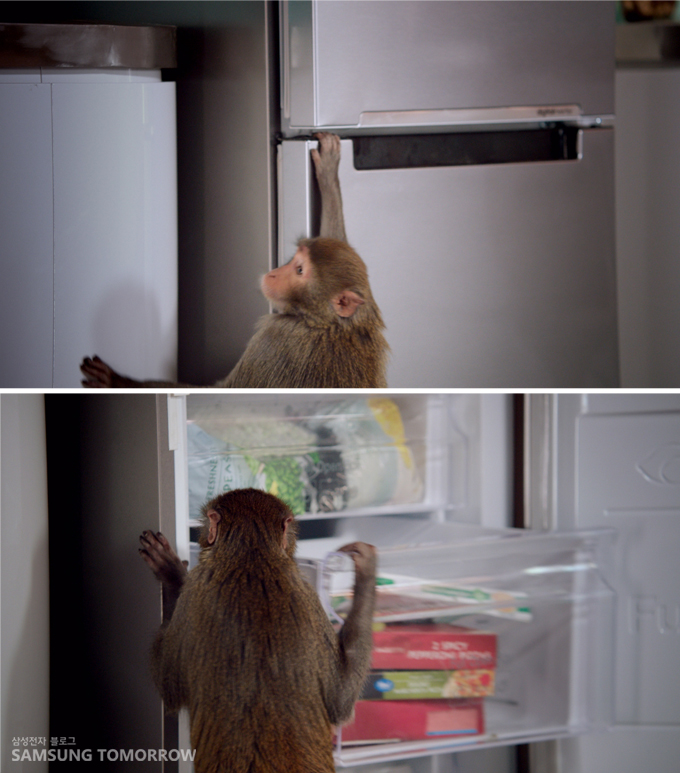 원숭이가 냉장고를 터는 모습