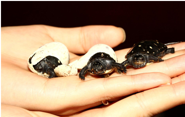 [화제의 삼성인]국내 1호 스팟티드 터틀 브리더, ‘거북이 아빠’ 박간서 책임