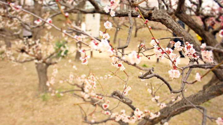 갤럭시 A7과 함께 떠난 일본 여행: 오사카 편