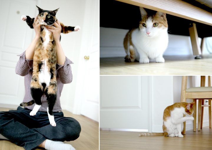 고양이 집사 안재욱 사원과 활동적인 모습 빵이와 내성적인 모습 숭이 사진