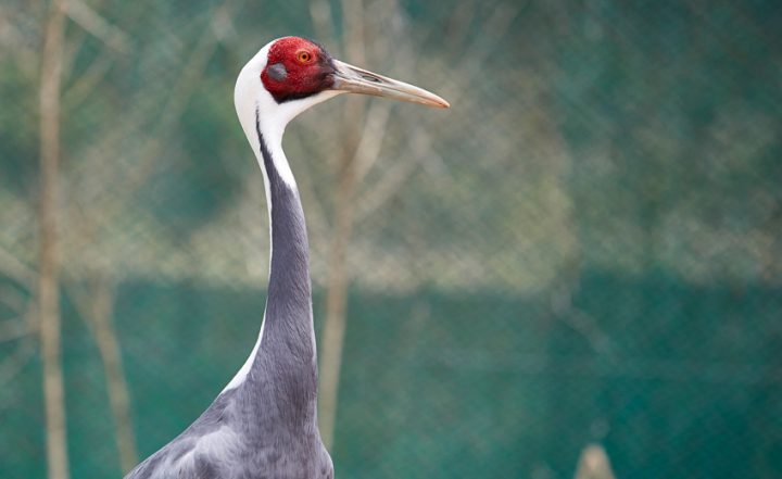 재두루미 복원 활동