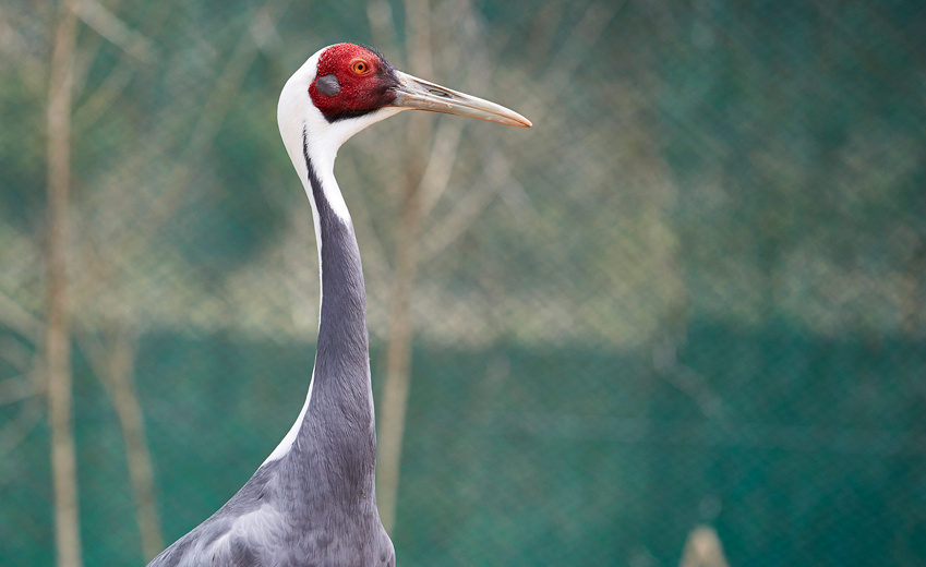 재두루미의 모습