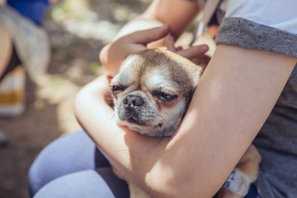멍냥즈 봉사팀 썸네일
