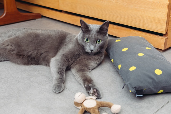 고양이가 누워있는 사진