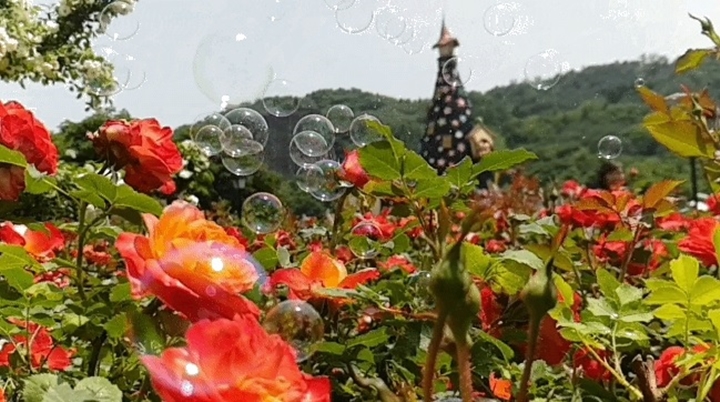 에버랜드 장미축제