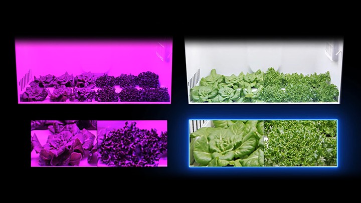 식물 생장 LED 비교 모습