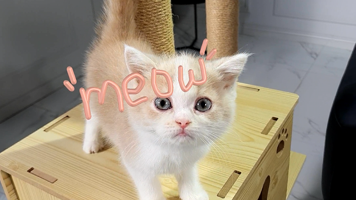 갤럭시 노트10으로 찍은 아기 고양이