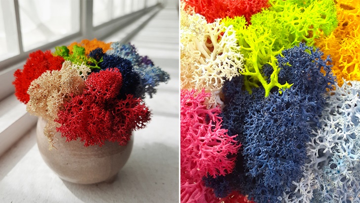 ▲ 공기 중 수분으로 자생하는 ‘천연 이끼’. 알록달록 다양한 색을 한데 모아 놓으니 동화 속 숲을 보는 듯하다.