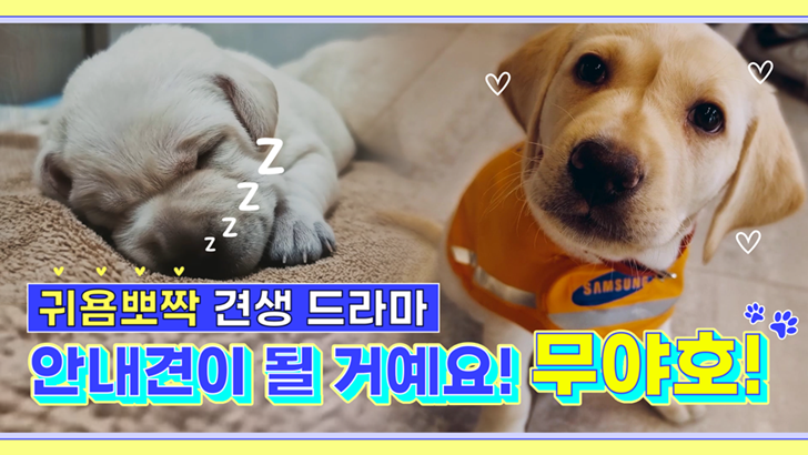 귀욤뽀작 견생 드라마 안내견이 될거예요! 무야호!