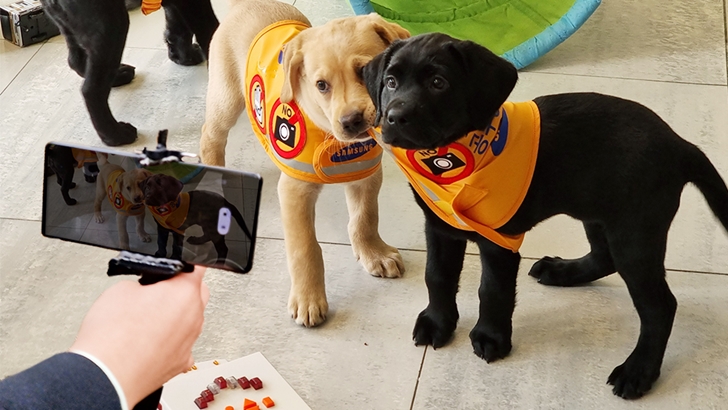 갤럭시 S21 울트라 카메라 앞에서 포즈를 취하고 있는 강아지들