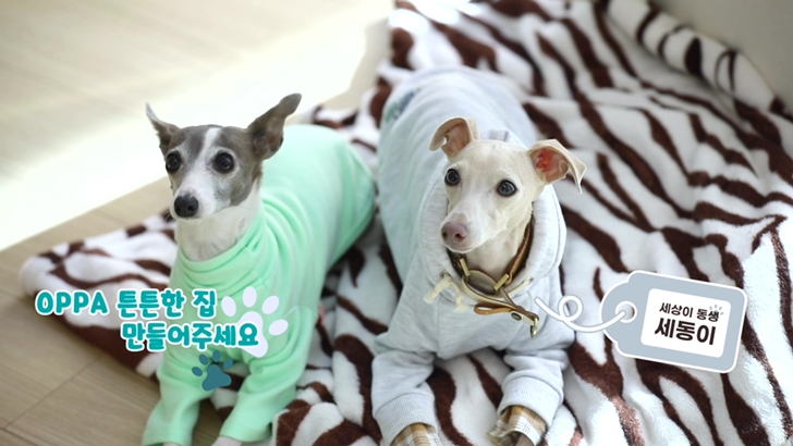 세상이 동생 세동이 OPPA 튼튼한 집 만들어주세요