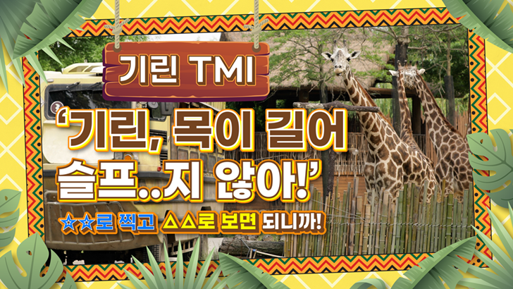 기린 TMI 기린, 목이 길어 슬프..지 않아!